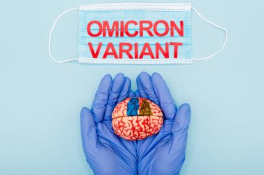 cropped view of doctor in latex gloves holding brain model near medical mask with omicron variant lettering on blue