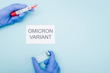 top view of doctor in latex gloves holding test tube and vaccine vial near card with omicron variant lettering on blue