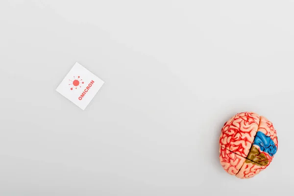 Top View Brain Model Card Red Omicron Lettering Bacteria Grey — Foto Stock