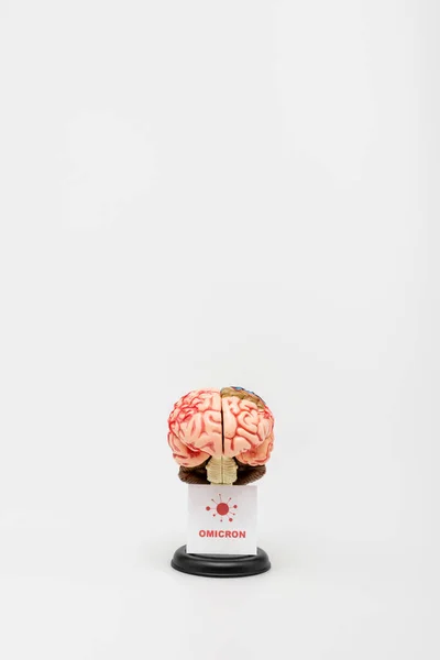 Card Omicron Lettering Bacteria Brain Model Grey Background — Stock fotografie