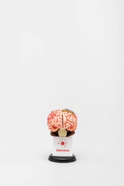 card with omicron lettering and bacteria near brain model on grey background