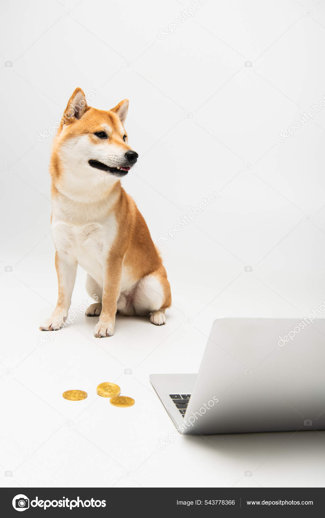 배경에 노트북 비트코인 근처에 시선을 돌리고 — 스톡 사진 © HayDmitriy #543778366