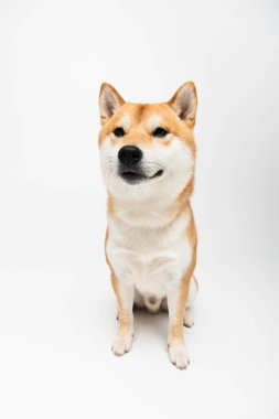 Açık gri arka planda oturan shiba inu köpeği