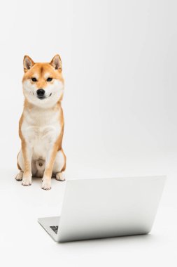 Shiba inu köpeği dizüstü bilgisayarın yanında oturuyor ve gri arkaplandaki kameraya bakıyor.