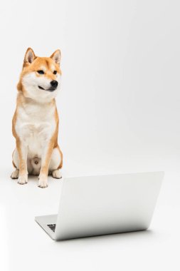 Shiba inu köpeği dizüstü bilgisayarın yanında oturuyor ve gri arka plana bakıyor.