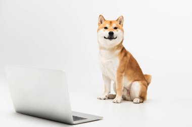 Shiba Inu köpeği dizüstü bilgisayarın yanında oturuyor ve açık gri arkaplanda kameraya bakıyor.