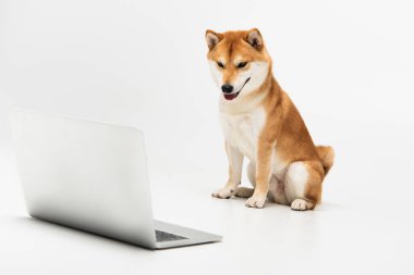 Shiba Inu köpeği dizüstü bilgisayara bakıyor ve açık gri arka planda dilini dışarı çıkarıyor.