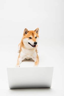Açık ağızlı Shiba Inu köpeği açık gri arka planda dizüstü bilgisayarın yanında yatıyor.