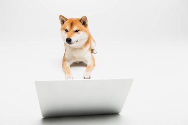 Shiba inu köpeği açık gri arka planda dizüstü bilgisayarın yanında yatıyor.