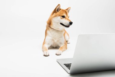Shiba inu köpeği açık gri arka planda bilgisayarın yanında yatıyor.
