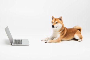 Açık gri arkaplanda uzanan Shiba inu köpeğinin yanında boş ekran olan dizüstü bilgisayar