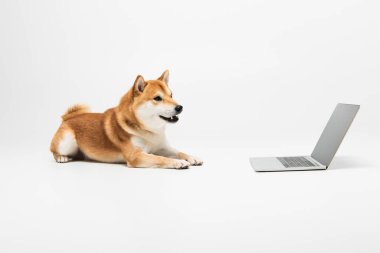 Açık ağızlı Shiba inu köpeği dizüstü bilgisayarın yanında açık gri arkaplanda boş ekran ile yatıyor.