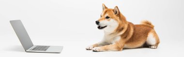 Shiba inu dog dizüstü bilgisayarın yanında yatıyor açık gri arkaplanda boş ekran, afiş