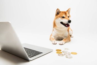 Shiba inu köpeği dizüstü bilgisayarın yanında yatıyor ve bitcoins açık gri arka planda