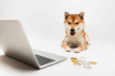 Dizüstü bilgisayarın yanında gümüş ve altın sikkeler ve açık gri arka planda yatan shiba inu köpeği.