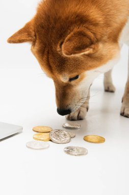 KYIV, UKRAINE - 22 Aralık 2021: Shiba inu köpeği açık gri arka planda gümüş ve altın bitcoin kokuyordu