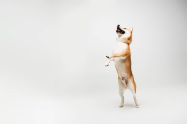 Gri arka planda arka ayakları üzerinde duran açık ağızlı neşeli shiba inu köpeği.