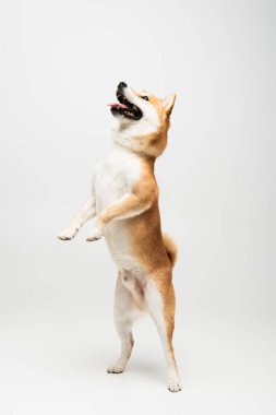 Gri arka planda arka ayakları üzerinde duran neşeli shiba inu köpeği.