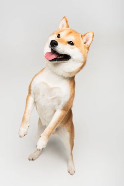 komik shiba inu köpek arka ayakları üzerinde duruyor ve gri arka planda dilini dışarı çıkarıyor