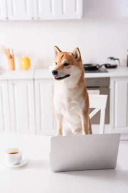 Shiba Inu köpeği, mutfak masasındaki bir fincan kahve ve dizüstü bilgisayarın yanında.