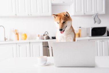 Shiba inu köpeği dizüstü bilgisayarın yanında dilini çıkarıyor ve kahve fincanı mutfak masasında.