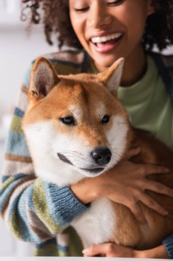 Shiba Inu köpeğinin, bulanık arka planda gülümseyen Afrikalı Amerikalı bir kadının yakınındaki görüntüsünü kapat.