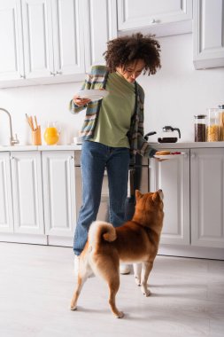 Afro-Amerikalı kadın, mutfakta Shiba Inu köpeğinin yanında lezzetli gözleme tabakları tutuyor.