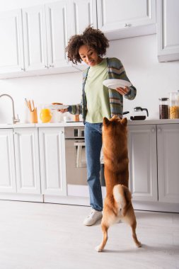 Gülümseyen Afrikalı Amerikalı kadın elinde kahvaltısıyla Shiba Inu köpeğinin yanında arka ayaklarının üzerinde duruyor.