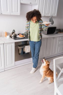 Komik shiba inu köpek. Mutfakta lezzetli krepleri olan neşeli Afrikalı Amerikalı kadına bakıyor.