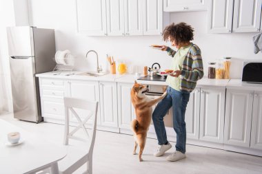 Komik Shiba Inu köpeği, lezzetli krepleri olan Afrikalı Amerikalı bir kadının yanında duruyor.