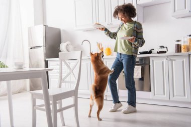 Komik shiba inu köpek kahvaltısı olan neşeli Afro-Amerikan kadının yanında duruyor.