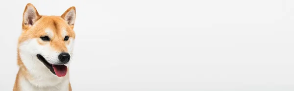 Shiba Inu Собака Торчащий Язык Изолирован Светло Серый Копировальным Пространством — стоковое фото