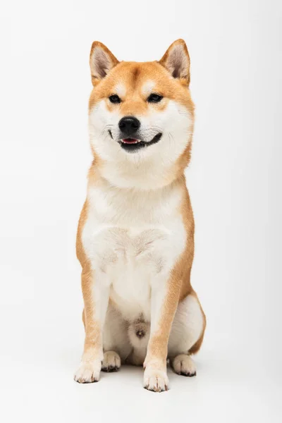 Açık Gri Arka Planda Oturan Shiba Inu Köpeğinin Yakın Görüntüsü — Stok fotoğraf