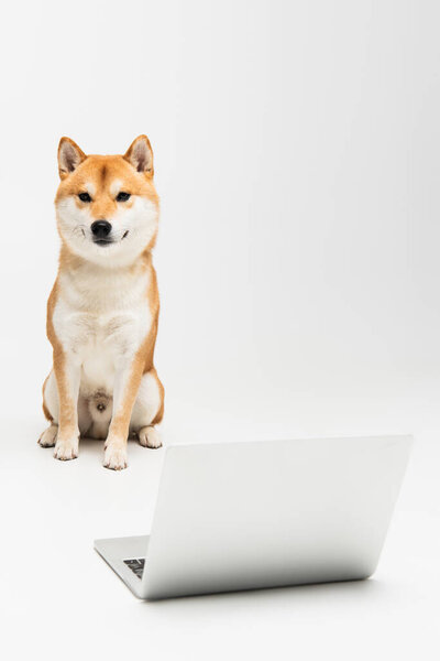 shiba inu dog sitting near laptop and looking at camera on grey background