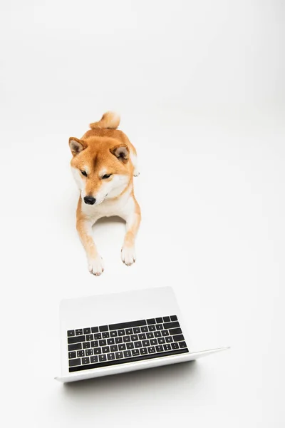 ライトグレーの背景にノートパソコンの近くに横たわる柴犬の高い角度の眺め — ストック写真