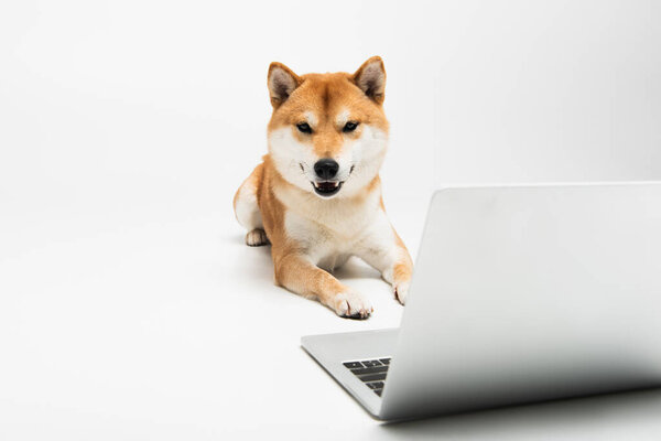shiba inu dog lying near laptop and looking at camera on light grey background
