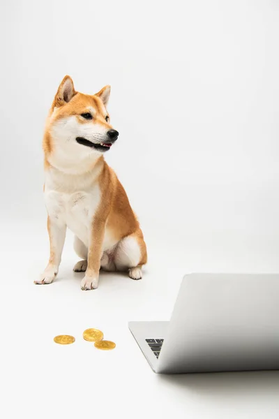 Shiba Inu Kutya Néz Félre Miközben Mellett Laptop Arany Bitcoin — Stock Fotó