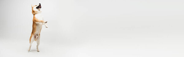 funny shiba inu dog with open mouth standing on hind legs on grey background, banner