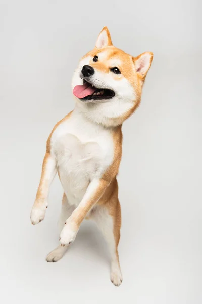 Engraçado Shiba Inu Cão Patas Traseiras Colando Língua Fundo Cinza — Fotografia de Stock