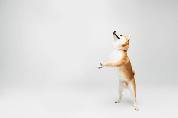 playful shiba inu dog standing on hind legs and looking up on grey background with copy space