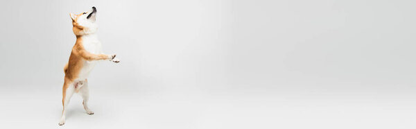 shiba inu dog standing on hind legs and looking up on grey background with copy space, banner