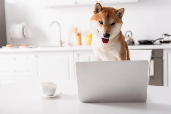 Shiba Inu Köpeği Mutfak Masasındaki Kahve Fincanının Yanındaki Bilgisayara Bakıyor — Stok fotoğraf