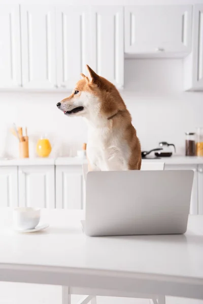 伊努的狗把目光投向厨房桌上靠近笔记本电脑和咖啡杯的地方 — 图库照片