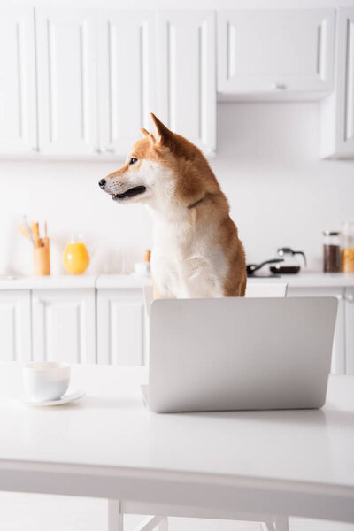 shiba inu dog looking away near laptop and coffee cup on kitchen table