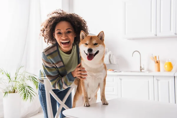 Excité Afro Américain Femme Regardant Caméra Près Shiba Inu Chien — Photo