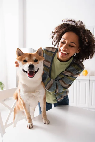 Shiba Inu Koira Katselee Kameraa Lähellä Iloinen Afrikkalainen Amerikkalainen Nainen — kuvapankkivalokuva