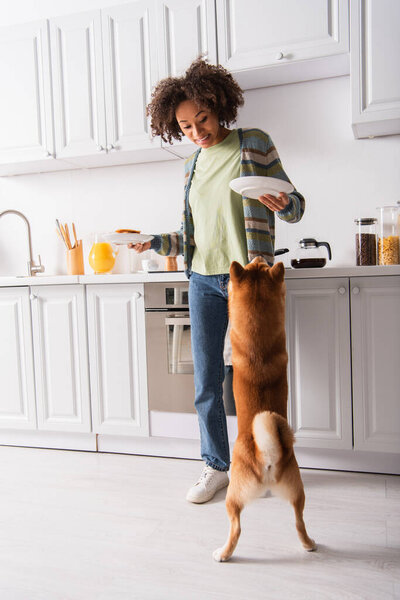 smiling african american woman holding breakfast near shiba inu dog standing on hind legs