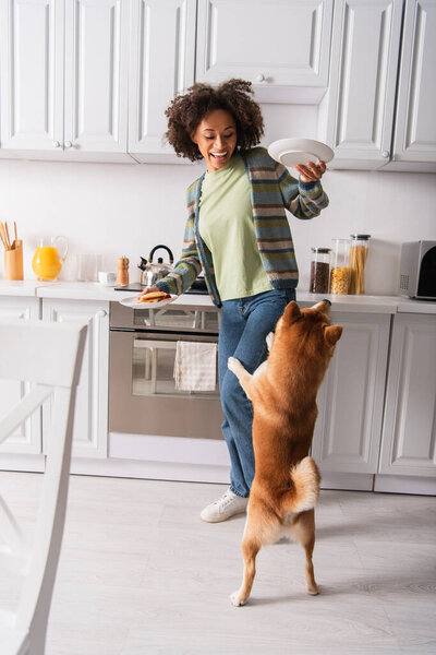 excited african american woman holding plates with breakfast near shiba inu dog standing on hind legs