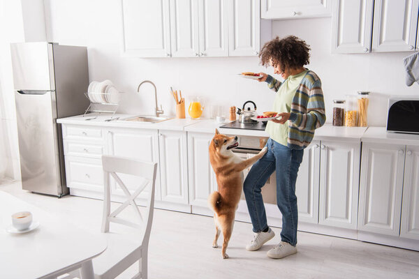 funny shiba inu dog standing on hind legs near african american woman with tasty pancakes