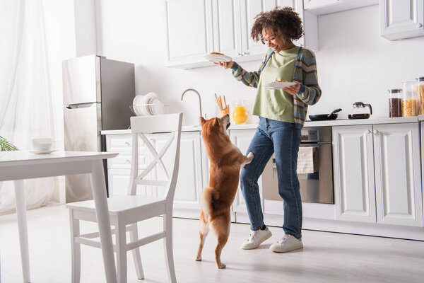 funny shiba inu dog standing on hind legs near cheerful african american woman with breakfast